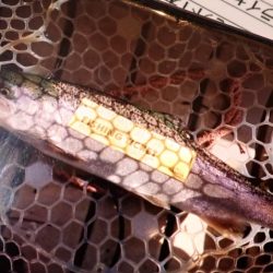 フィッシングレイクたかみや 釣果