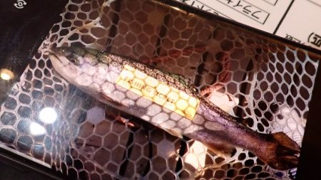 フィッシングレイクたかみや 釣果