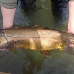 フィッシングレイクたかみや 釣果