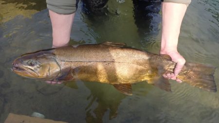 フィッシングレイクたかみや 釣果