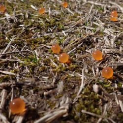 フィッシングレイクたかみや 釣果