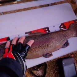 フィッシングレイクたかみや 釣果