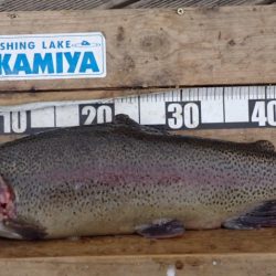 フィッシングレイクたかみや 釣果