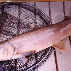 フィッシングレイクたかみや 釣果