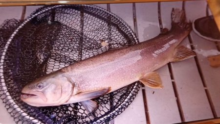 フィッシングレイクたかみや 釣果