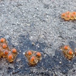 フィッシングレイクたかみや 釣果