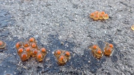 フィッシングレイクたかみや 釣果