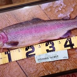 フィッシングレイクたかみや 釣果