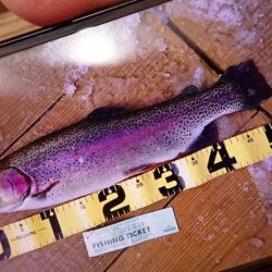 フィッシングレイクたかみや 釣果