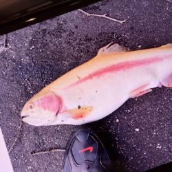 フィッシングレイクたかみや 釣果