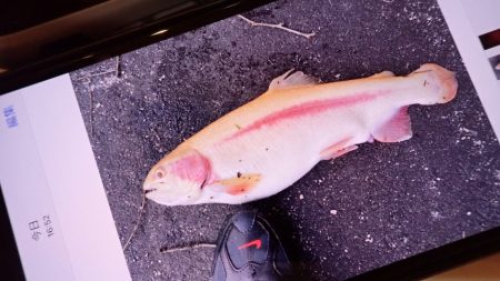 フィッシングレイクたかみや 釣果