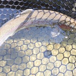 フィッシングレイクたかみや 釣果