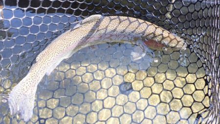 フィッシングレイクたかみや 釣果