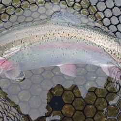 フィッシングレイクたかみや 釣果