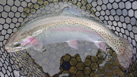 フィッシングレイクたかみや 釣果