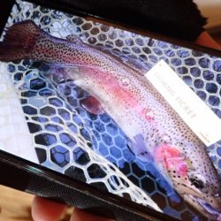 フィッシングレイクたかみや 釣果