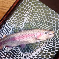 フィッシングレイクたかみや 釣果