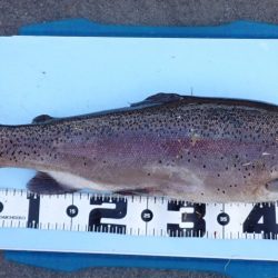 フィッシングレイクたかみや 釣果