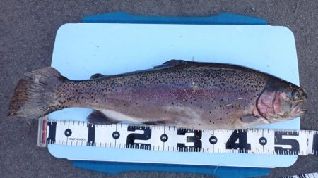 フィッシングレイクたかみや 釣果