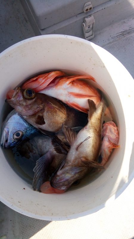 弘福丸 釣果