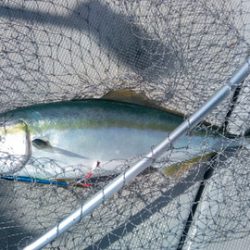 弘福丸 釣果