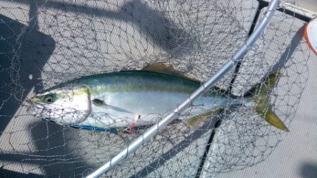 弘福丸 釣果