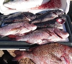 釣り堀すいほう