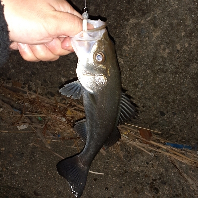 メバル狙いでしたが全然でした❗