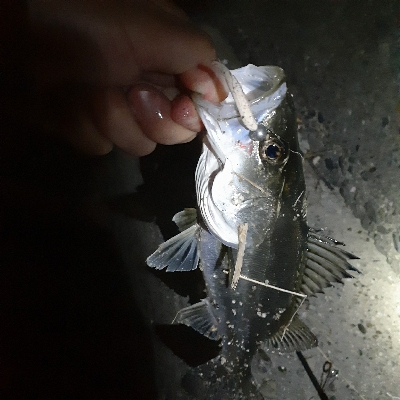 メバル狙いでしたが全然でした❗…