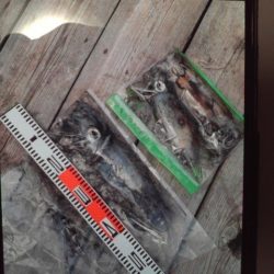 こかわ渡船　雅丸 釣果