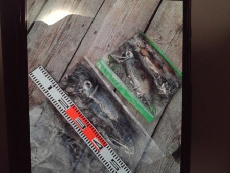 こかわ渡船　雅丸 釣果