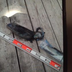 こかわ渡船　雅丸 釣果