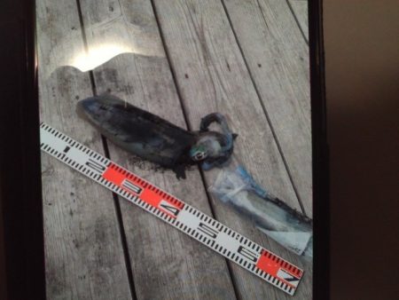 こかわ渡船　雅丸 釣果