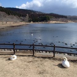 志高湖フィッシング 釣果