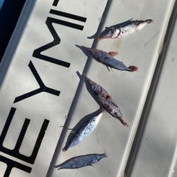 へいみつ丸 釣果