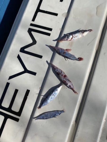 へいみつ丸 釣果