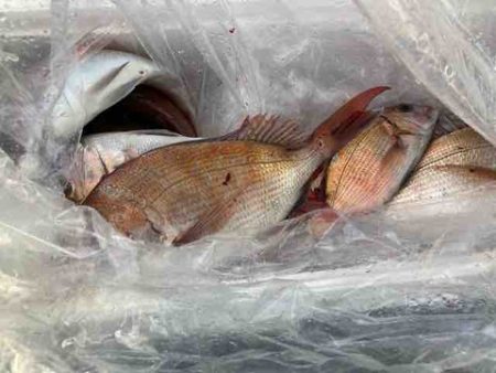 遊漁船 セトマリン 釣果