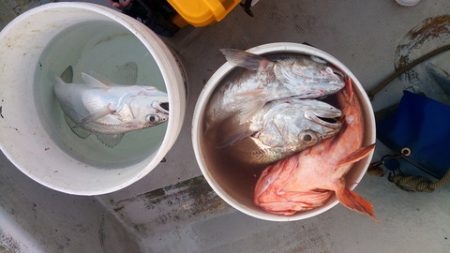 弘福丸 釣果