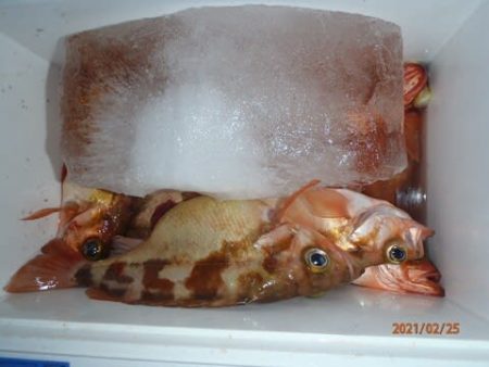 第二むつ漁丸 釣果