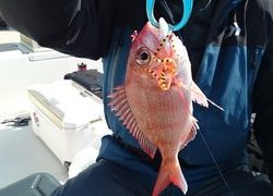 愛裕南丸 釣果