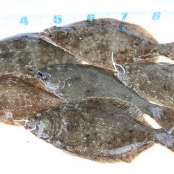 松本釣船２ 釣果