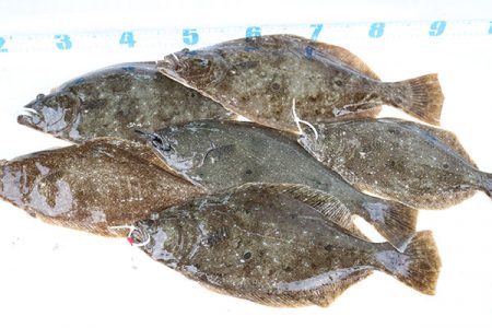 松本釣船２ 釣果