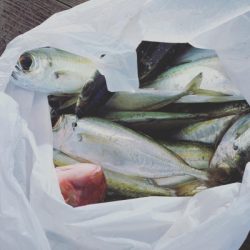 本部釣りイカダ 釣果