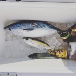 本部釣りイカダ 釣果