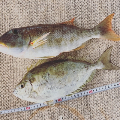 本部釣りイカダ 釣果