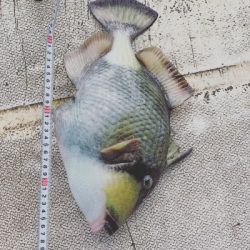 本部釣りイカダ 釣果