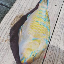 本部釣りイカダ 釣果