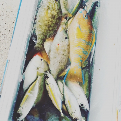 本部釣りイカダ 釣果