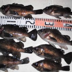 ルアー船マヒマヒ 釣果