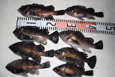 ルアー船マヒマヒ 釣果